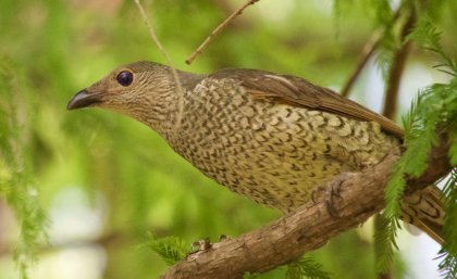 A light brown coloured bird sitting on a branch